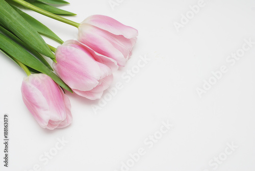 Beautiful Spring Bouquet of Pink Tulips Flowers on a White Background with Copy Space.