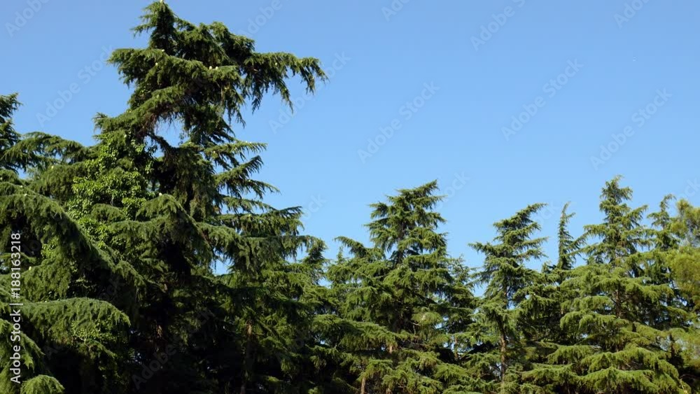 Low angle shot of Cedar of Lebanon trees 1. Low angle shot of Cedar of Lebanon trees 1.