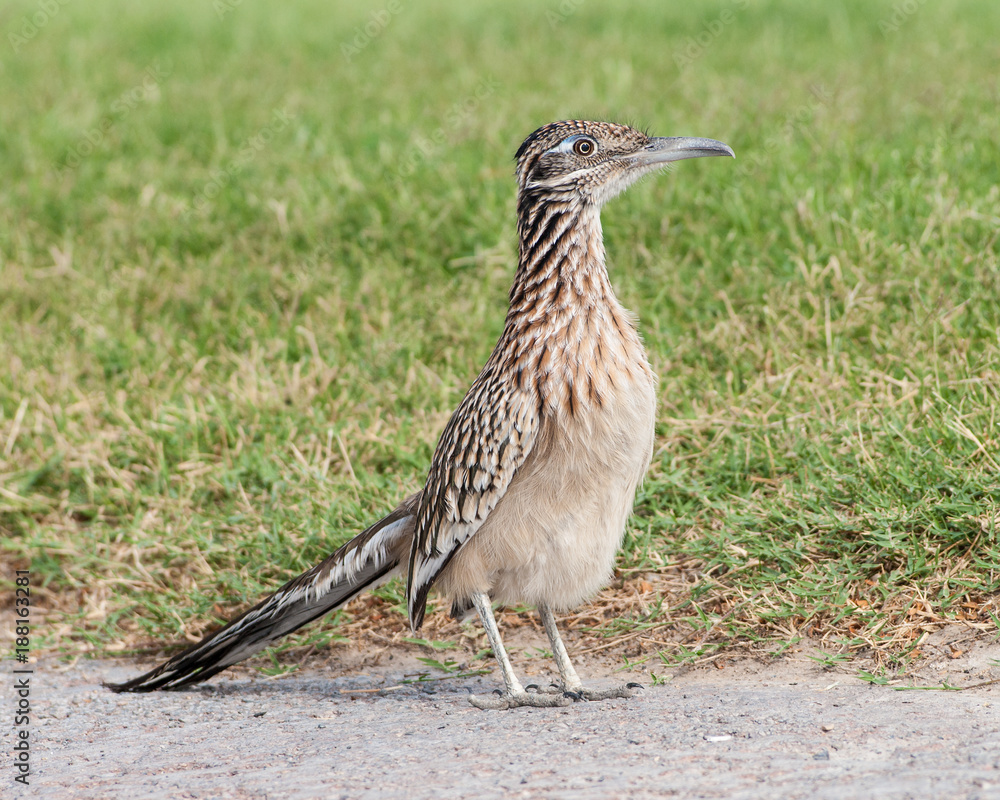 Roadrunner in the California desert. Roadrunner in the California desert.