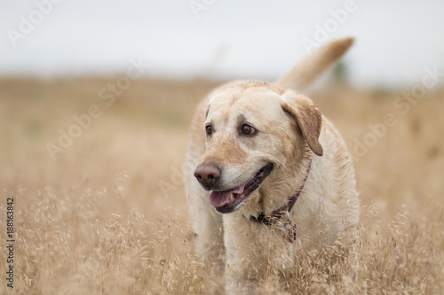 yellow lab portrait