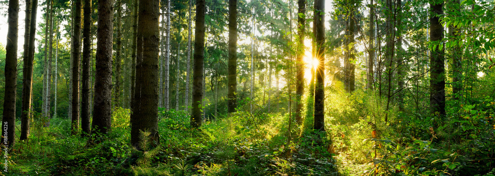 Panorama of a forest at sunrise