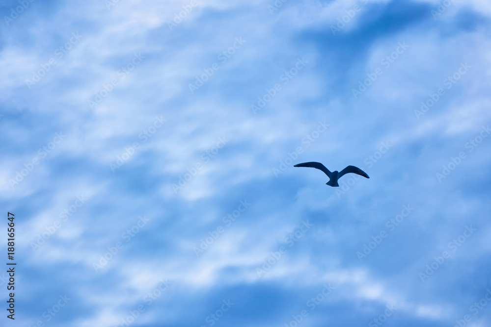 gulls flying in the sky gulls flying in the sky