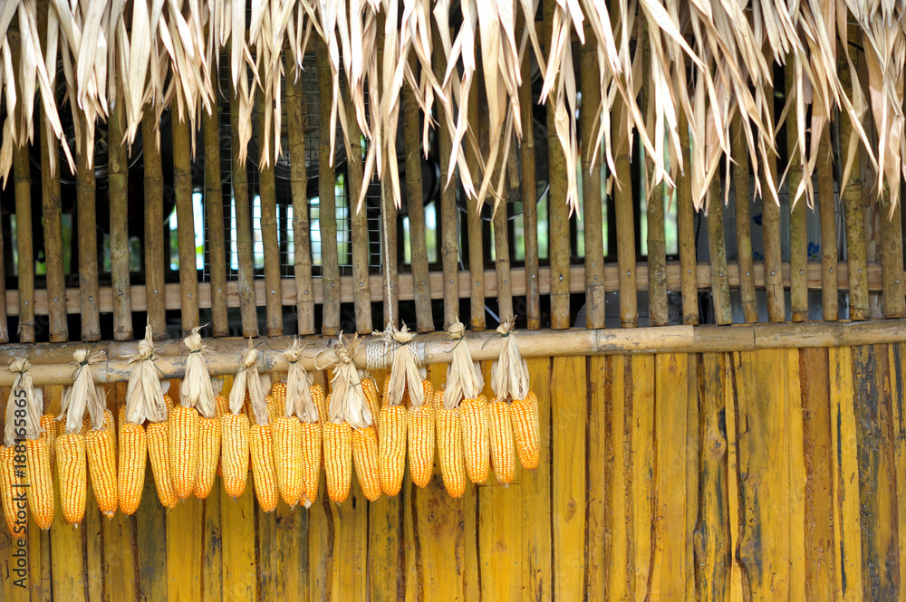 Dried corn on a wooden background.