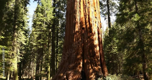 General Sherman tree in Sequoia National Park California USA