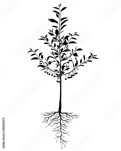Silhouette cherry tree seedling with berries