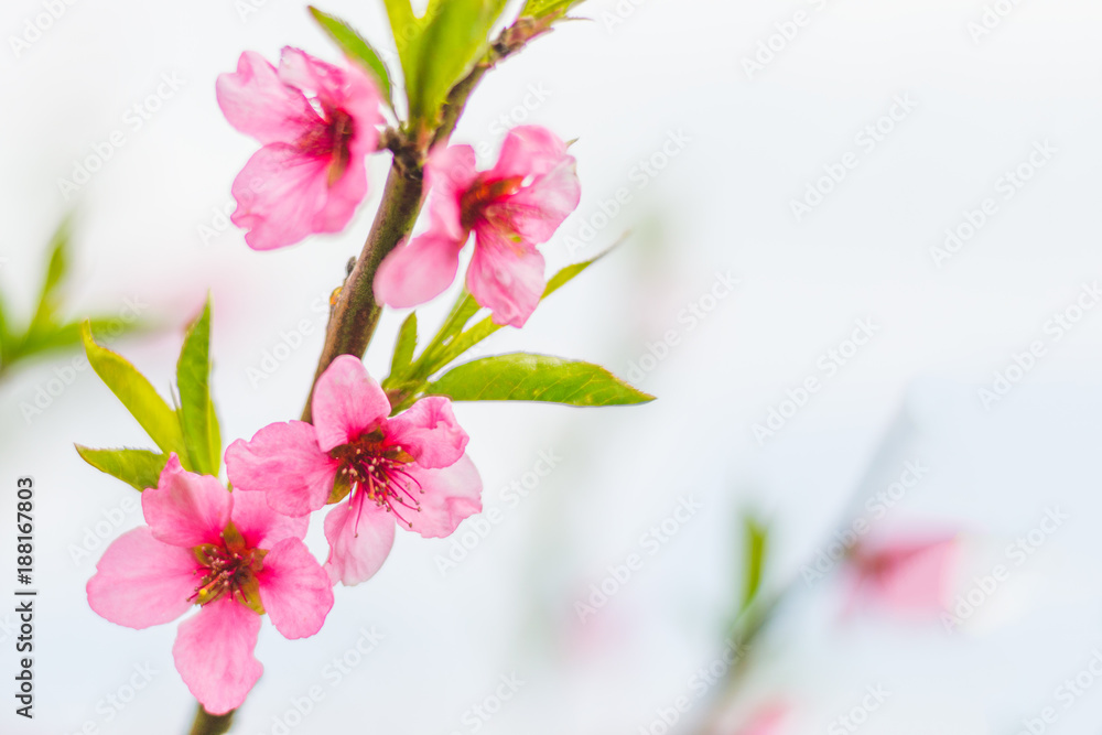 Obraz premium pink peach flowers