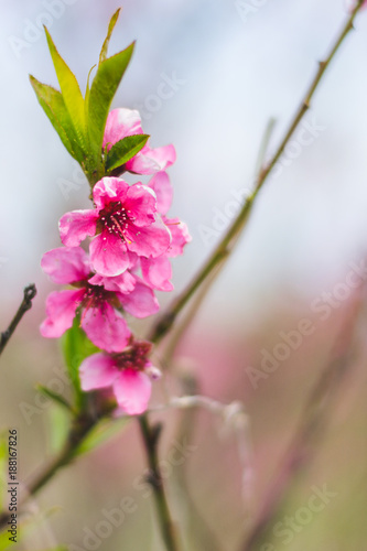 pink peach flowers close up