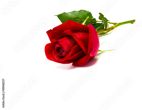 Beautiful red rose flowers for valentine day isolated on white background copy space for text 