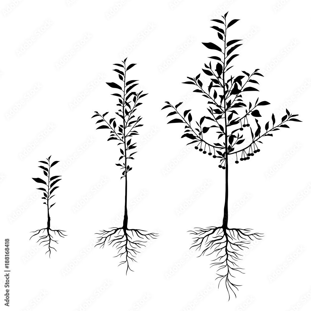 Fototapeta premium Seedling cherry trees with roots set
