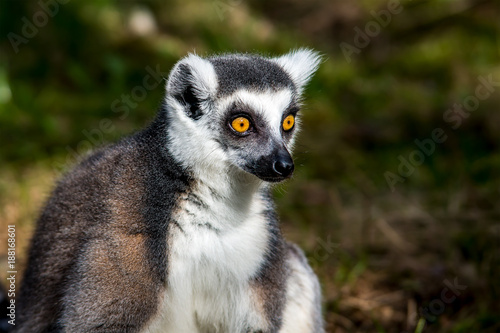 Lemur 2018 Katta Frueh Jahr Lenz © Mario Plechaty