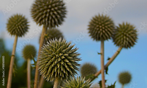 Globe thistle its spiky head flower (Echinops banaticus). Colorful spiky head flower of globe thistle plant or Echinops. Close up globe thistle with selective focus. Many Globe Thistles background. © Real Moment
