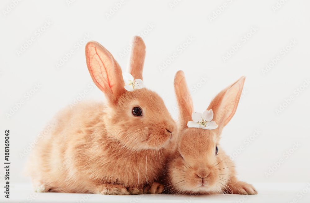 two red bunnies on white background