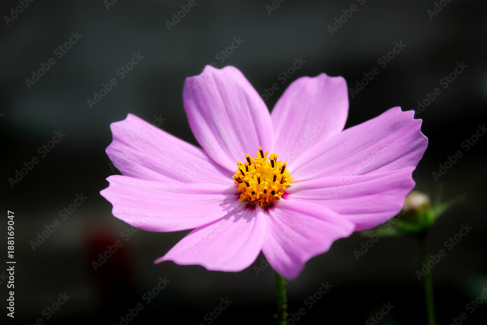 Obraz premium Purple, pink, cosmos flower in garden on dark background with buds. Close up pink cosmos flower as background. Amazing pink cosmos flower gray backgraund. Card pink cosmos flower background.