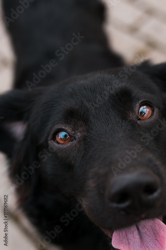 beautiful black dog