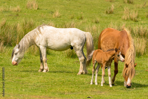 Horses and a foal on a meadow