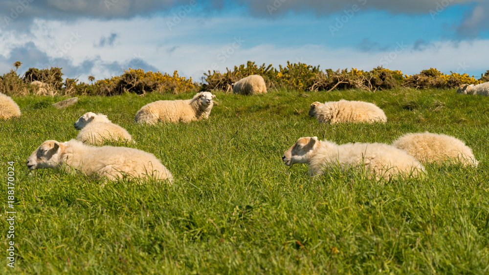Fototapeta premium A flock of sheep relaxing in the grass