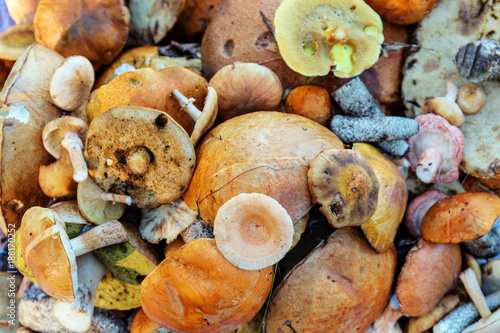 various edible mushrooms