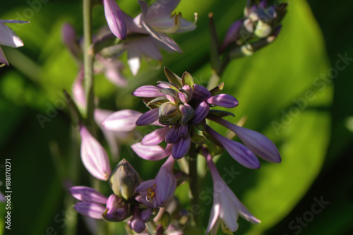 A flower hosta growing in a summer garden.