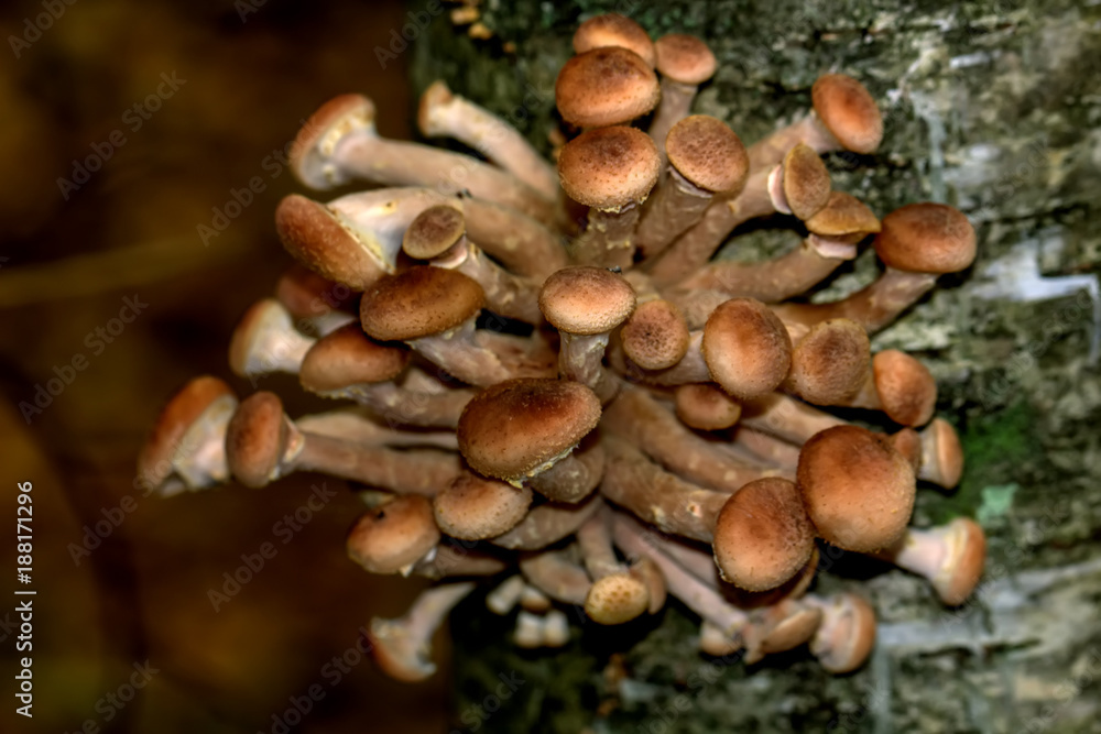 Mushrooms the honey agarics growing in the autumn wood.