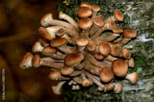 Obraz na płótnie Mushrooms the honey agarics growing in the autumn wood. w salonie