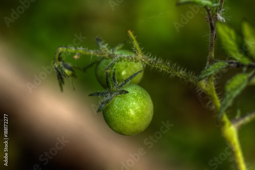 The green, unripe tomatoes growing on a summer kitchen garden.