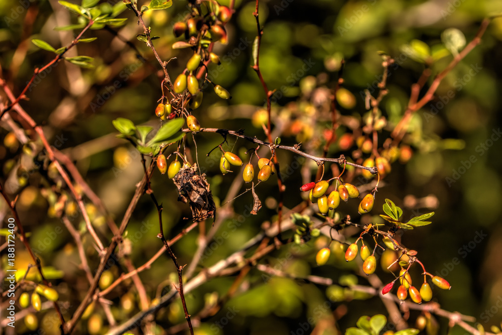 Berries of the barberry growing in a summer garden.