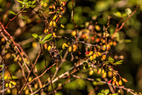 Berries of the barberry growing in a summer garden.