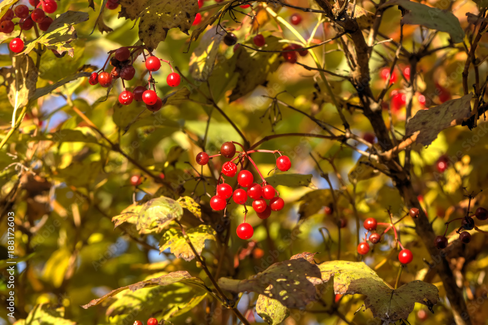 Berries of the guelder-rose growing in the autumn wood.
