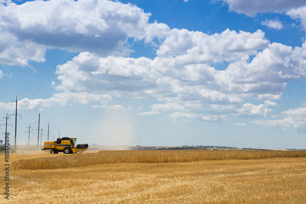 Fototapeta premium wheat field, harvesting, harvester mows wheat, yellow ripe ears