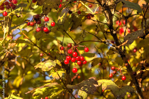 Obraz na płótnie Berries of the guelder-rose growing in the autumn wood. w salonie