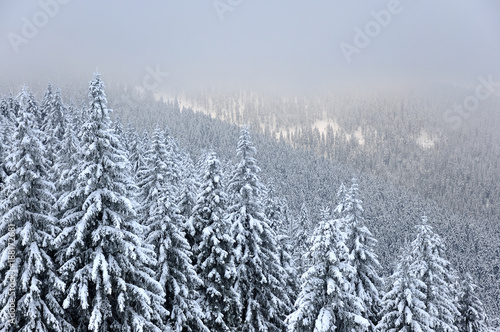 Zimowy krajobraz ze świerkami © Grzegorz Polak