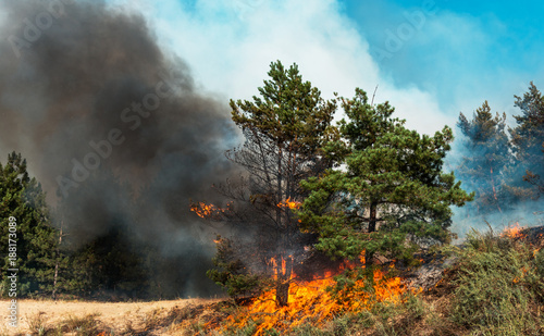 fire. wildfire, burning pine forest in the smoke and flames © yelantsevv