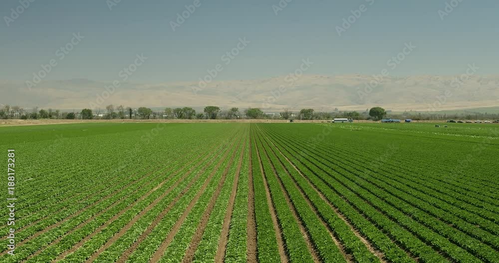 A green row of fresh crops grow on an agricultural farm field in the Salinas Valley, California USA A green row of fresh crops grow on an agricultural farm field in the Salinas Valley, California USA