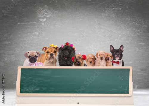 Fototapeta Naklejka Na Ścianę i Meble -  team of cute dogs behind of big blank blackboard