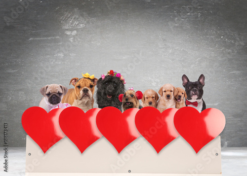 group of adorable dogs celebrating valentine's day