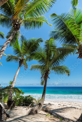 Beautiful coconut palm on tropical beach. Summer vacation and holiday travel concept. 