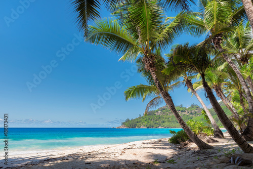 Fototapeta Naklejka Na Ścianę i Meble -  Tropical sandy beach with beautiful coconut palm. Summer vacation and holiday travel concept. 