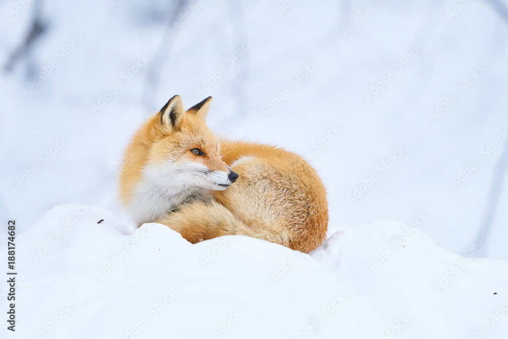 Obraz premium 雪の上のキタキツネ 