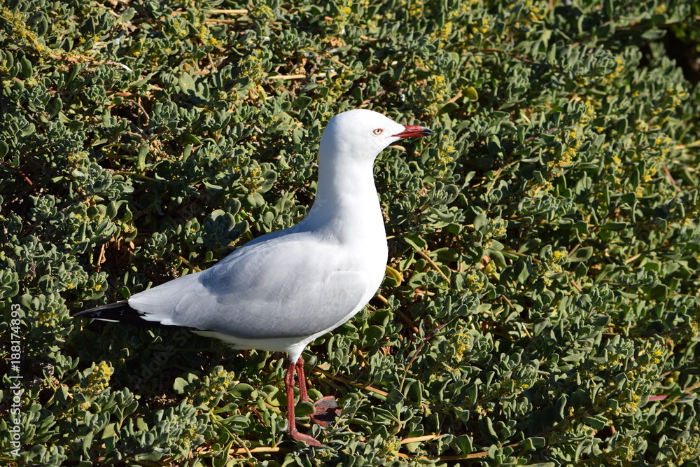 Fototapeta premium Чайка.