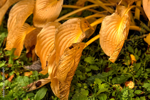 Obraz na płótnie Leaves hosta growing in a summer garden. w salonie