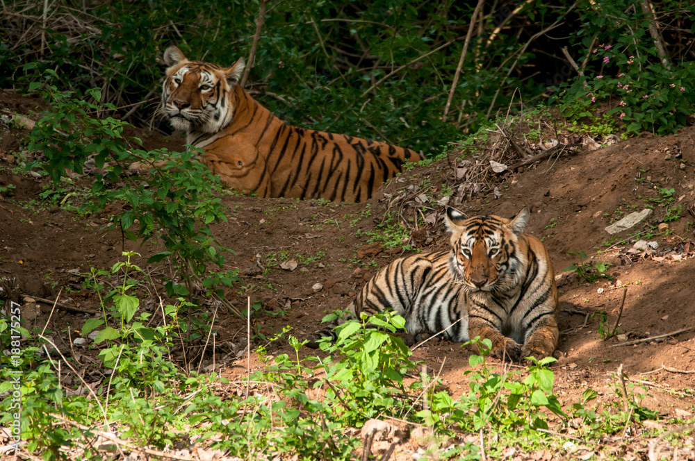 Obraz premium two tiger sitting in Indian jungle