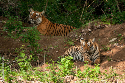 two tiger sitting in Indian jungle