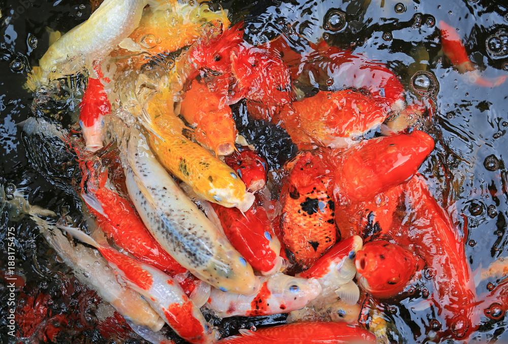 Many Koi fish in pond. Many Koi fish in pond.
