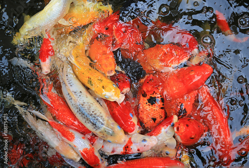 Many Koi fish in pond.