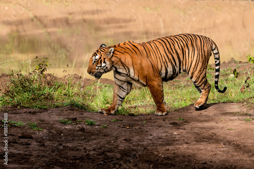 tiger walking in Indian jungle