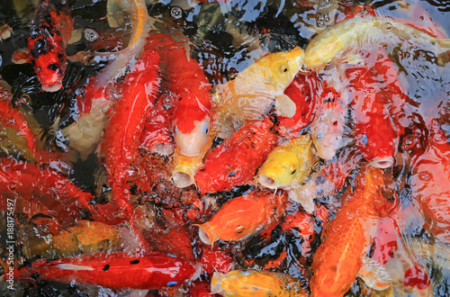 Multicoloured pond fish "Koi fish"