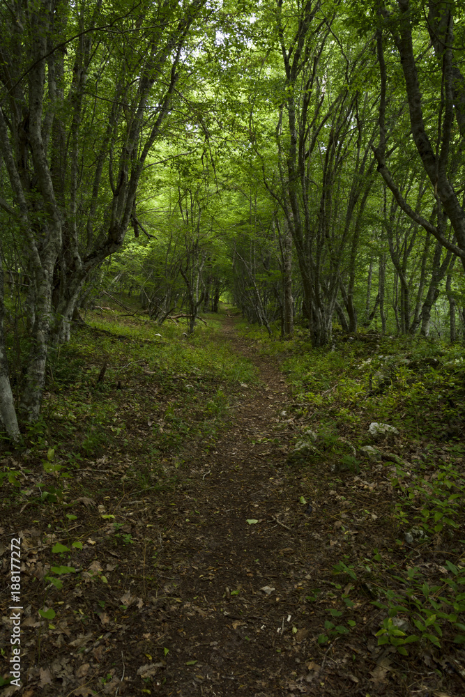 Forest path in the Strandja national park, Bulgaria Forest path in the Strandja national park, Bulgaria