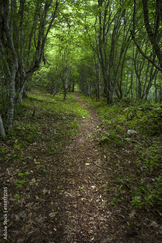 Forest path in the Strandja national park, Bulgaria