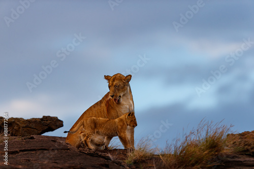 Lion female with cub on Sandriver Stones in Masai Mara, Kenya © maggymeyer