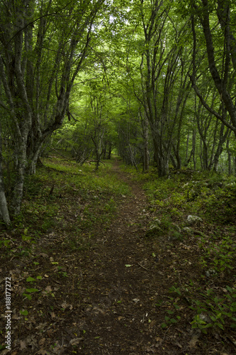 Forest path in the Strandja national park, Bulgaria © CLement